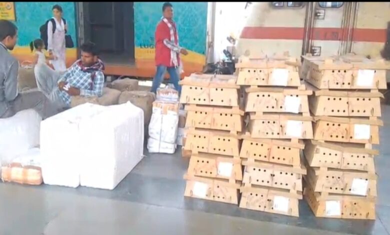 Panic in Bilaspur Amid Bird Flu Scare: Consignment of Chicks Arrives by Train; Questions Raised Over Administration's Role