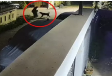 Reign of Terror by a Pet Dog in Jagdalpur