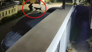 Reign of Terror by a Pet Dog in Jagdalpur