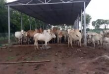 'Gaudham Yojana' launched in Chhattisgarh