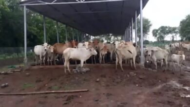 'Gaudham Yojana' launched in Chhattisgarh