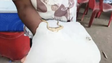 Dead Frog Found in Soda-Sugarcane Juice Ice: VIDEO Goes Viral; Calls for Action Against Factory