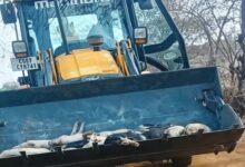 African Swine Fever Confirmed in Chhattisgarh: Over 300 Pigs Dead; 150 Culled and Buried