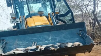 African Swine Fever Confirmed in Chhattisgarh: Over 300 Pigs Dead; 150 Culled and Buried