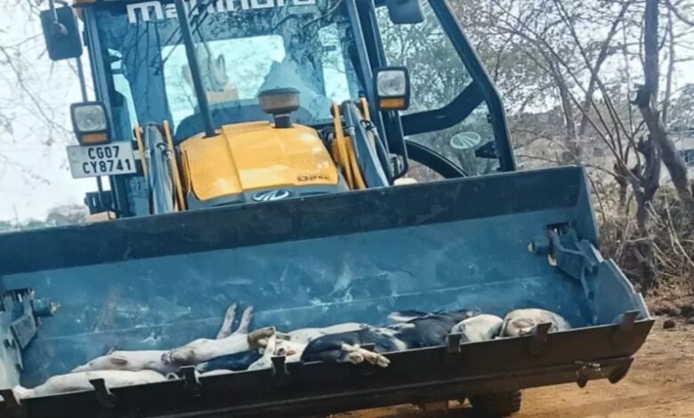 African Swine Fever Confirmed in Chhattisgarh: Over 300 Pigs Dead; 150 Culled and Buried