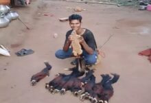 Hunting of State Animal in Chhattisgarh: Hunter Lands in Trouble After Posting Reel on Social Media