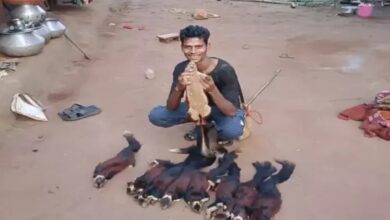 Hunting of State Animal in Chhattisgarh: Hunter Lands in Trouble After Posting Reel on Social Media