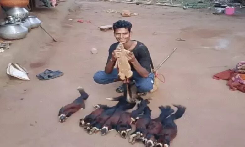 Hunting of State Animal in Chhattisgarh: Hunter Lands in Trouble After Posting Reel on Social Media