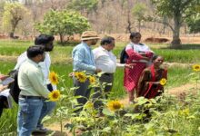 The Changing Landscape, Courtesy of “Didi’s Courtyard”