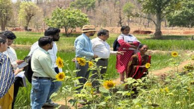 The Changing Landscape, Courtesy of “Didi’s Courtyard”