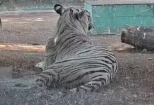 White Tiger 'Singham-Rana' Given a Shower — VIDEO: Special Arrangements at Maitribagh to Provide Relief to Animals from the Heat