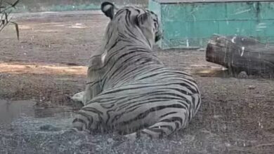 White Tiger 'Singham-Rana' Given a Shower — VIDEO: Special Arrangements at Maitribagh to Provide Relief to Animals from the Heat