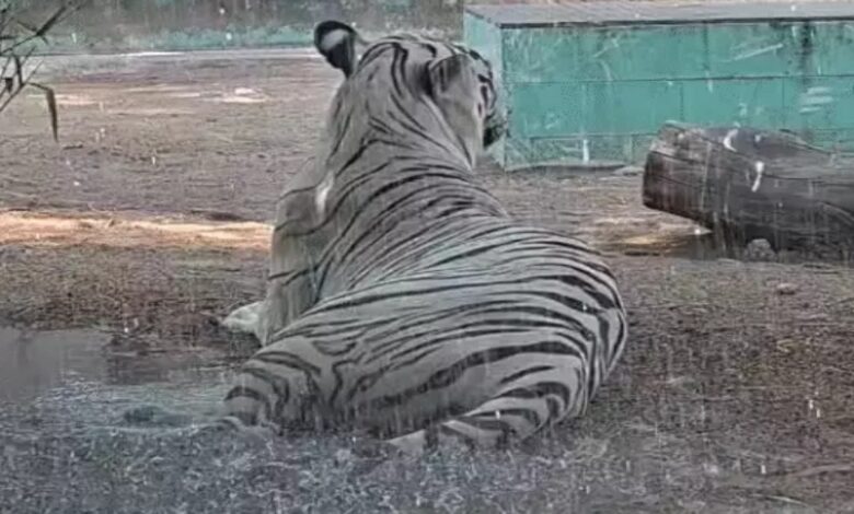 White Tiger 'Singham-Rana' Given a Shower — VIDEO: Special Arrangements at Maitribagh to Provide Relief to Animals from the Heat