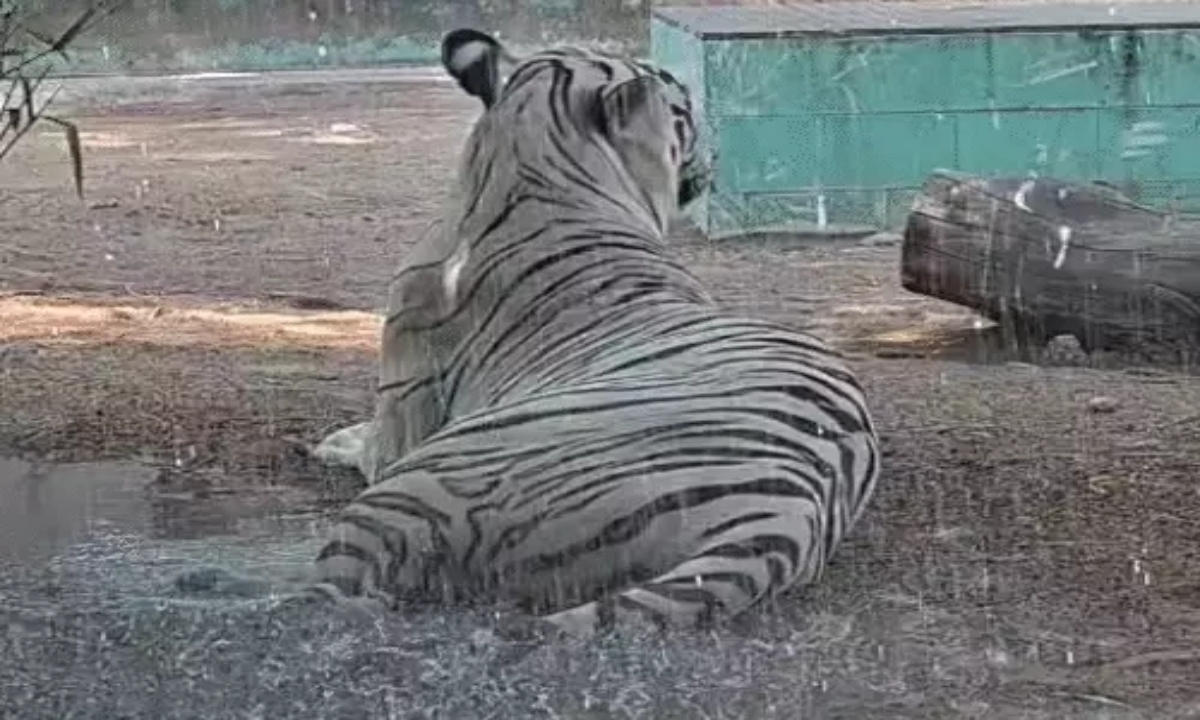White Tiger 'Singham-Rana' Given a Shower — VIDEO: Special Arrangements at Maitribagh to Provide Relief to Animals from the Heat