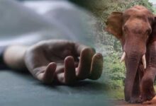 Villager Gathering Mahua Killed in Elephant Attack; Panic Grips Region as Questions Are Raised Over Forest Department