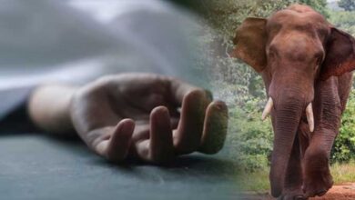 Villager Gathering Mahua Killed in Elephant Attack; Panic Grips Region as Questions Are Raised Over Forest Department