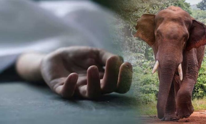 Villager Gathering Mahua Killed in Elephant Attack; Panic Grips Region as Questions Are Raised Over Forest Department