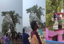 The fire brigade arrived to bring down a pet parrot perched on a tree.