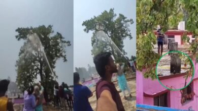 The fire brigade arrived to bring down a pet parrot perched on a tree.