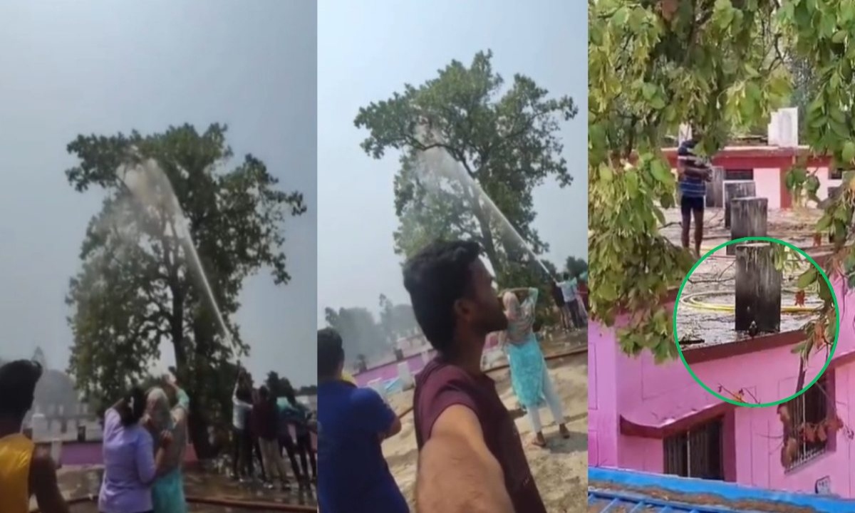 The fire brigade arrived to bring down a pet parrot perched on a tree.