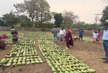 A Major Step Towards Boosting the Income of 'Green Gold' Collectors: Estimated Payout of ₹920 Crore