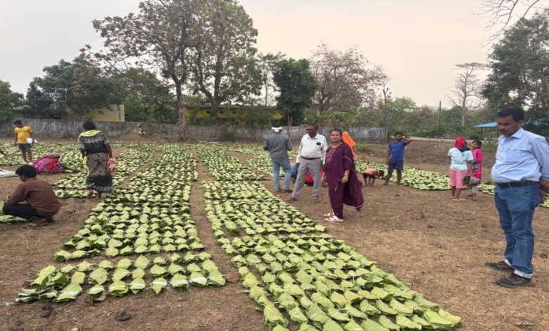 A Major Step Towards Boosting the Income of 'Green Gold' Collectors: Estimated Payout of ₹920 Crore