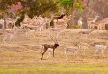 Barnawapara Becomes a Safe Haven for Blackbucks