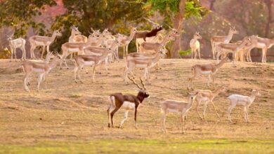 Barnawapara Becomes a Safe Haven for Blackbucks