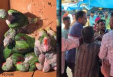 Team Sent to Stop Parrot Smuggling Attacked: Ranger Tied to a Pole and Beaten; FIR Filed Under Several Grave Sections