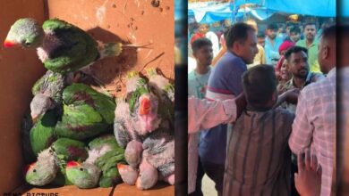 Team Sent to Stop Parrot Smuggling Attacked: Ranger Tied to a Pole and Beaten; FIR Filed Under Several Grave Sections