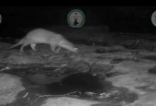 Presence of Otters Confirmed in Chhattisgarh