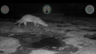 Presence of Otters Confirmed in Chhattisgarh