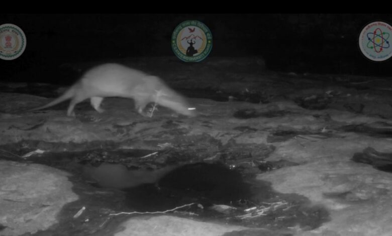 Presence of Otters Confirmed in Chhattisgarh