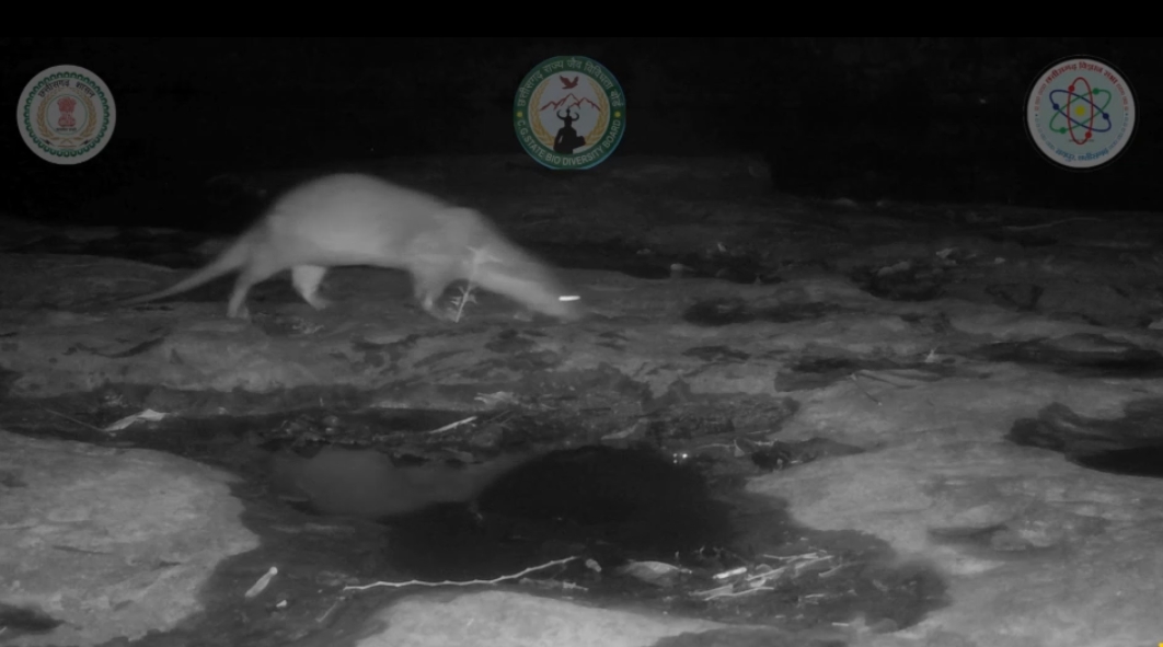 Presence of Otters Confirmed in Chhattisgarh