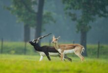 The Splendor of Blackbucks Returns to Barnawapara, Emerging as a National Model for Ecological Restoration.