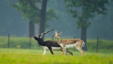 The Splendor of Blackbucks Returns to Barnawapara, Emerging as a National Model for Ecological Restoration.