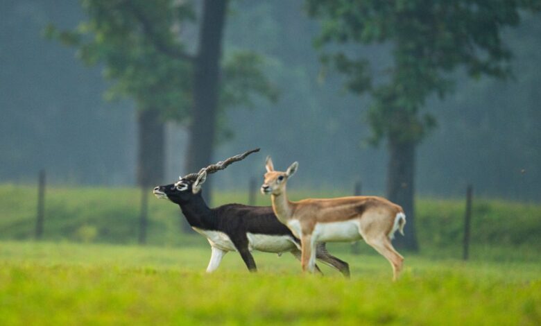The Splendor of Blackbucks Returns to Barnawapara, Emerging as a National Model for Ecological Restoration.