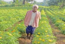 Switching from Paddy to Flower Cultivation Changes Anandram's Fortune: Earns ₹3 Lakhs Against an Investment of ₹22,000