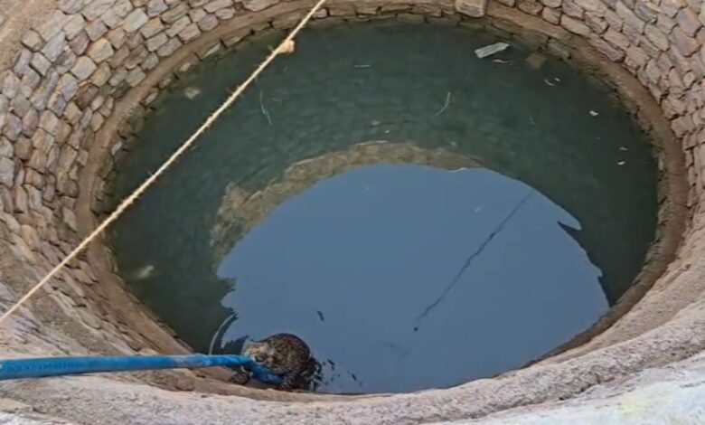 Leopard Falls into Well While Searching for Water: Clings to Pipe; Forest Department Launches Rescue Operation