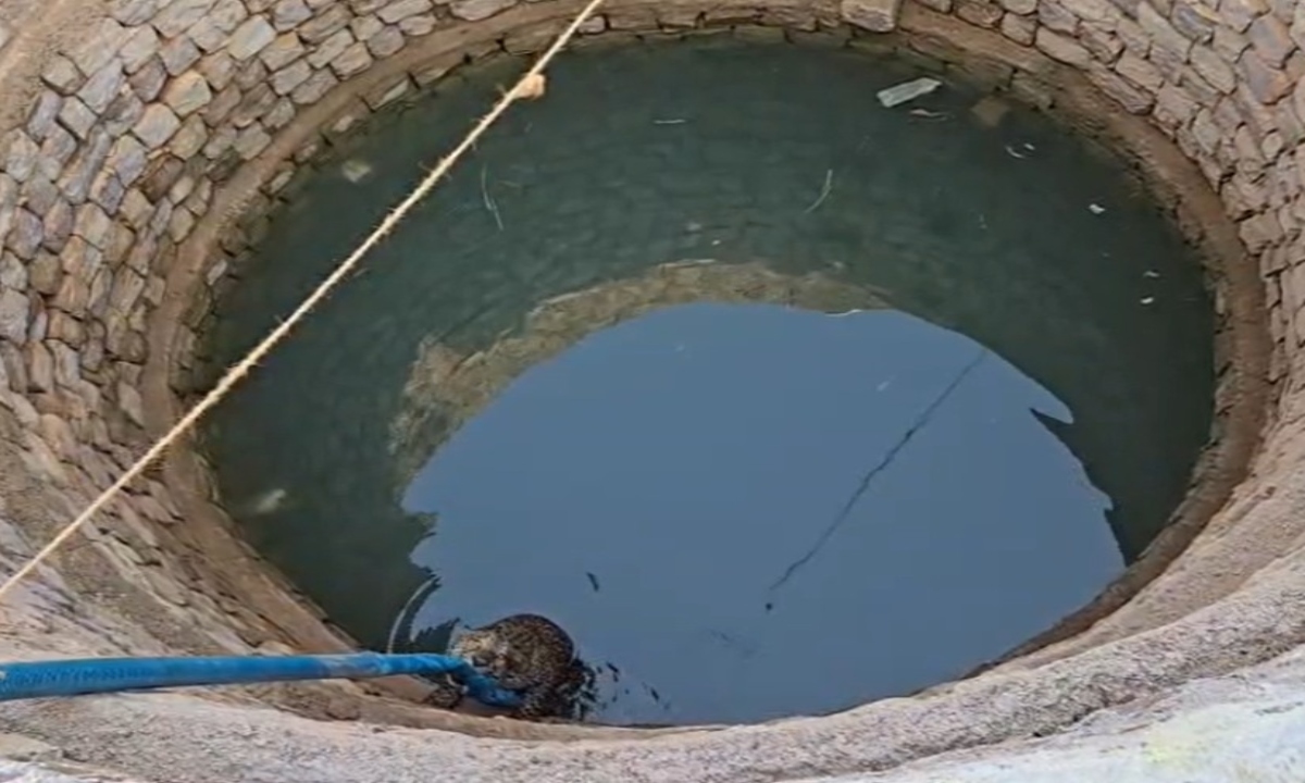 Leopard Falls into Well While Searching for Water: Clings to Pipe; Forest Department Launches Rescue Operation