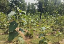 A Major Greening Campaign in Bilaspur