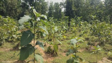 A Major Greening Campaign in Bilaspur