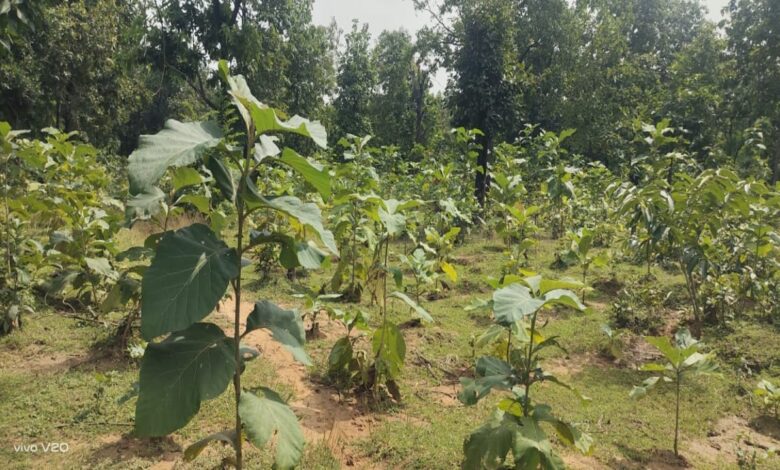 A Major Greening Campaign in Bilaspur