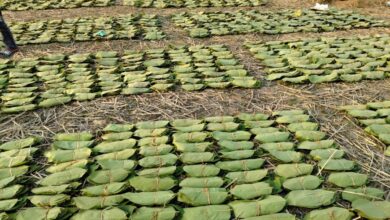Forest schemes are transforming the lives of thousands of families.
