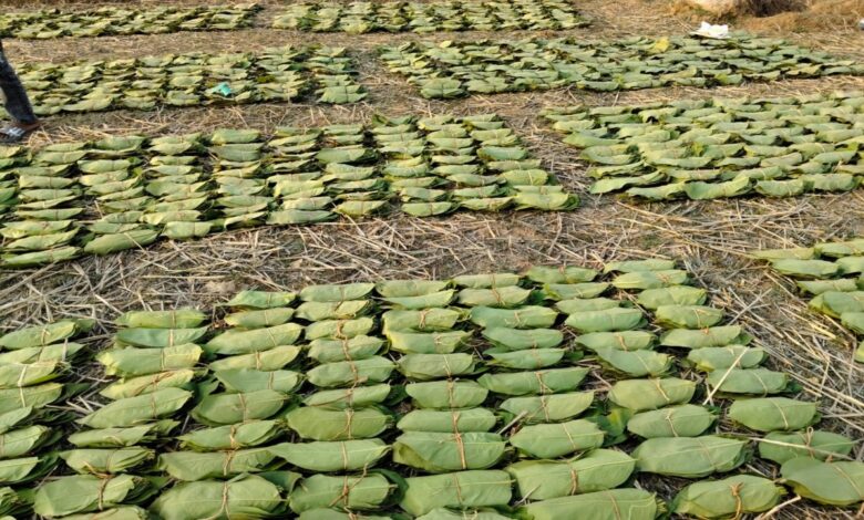 Forest schemes are transforming the lives of thousands of families.