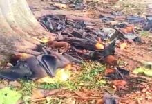 Hundreds of Bats Die Due to Extreme Heat: Dead Bats Found Falling from Trees, Causing Panic in the Area