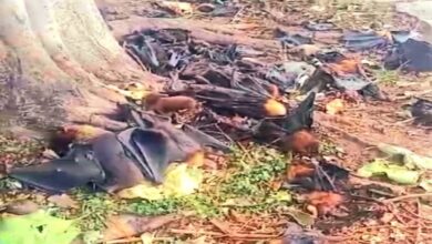 Hundreds of Bats Die Due to Extreme Heat: Dead Bats Found Falling from Trees, Causing Panic in the Area