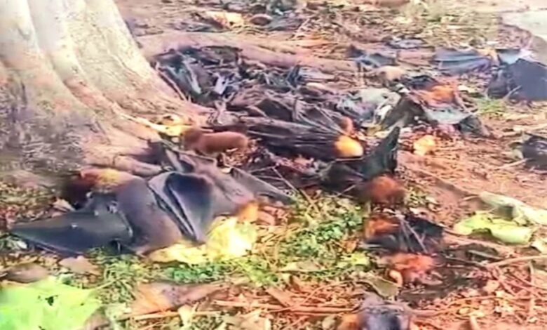 Hundreds of Bats Die Due to Extreme Heat: Dead Bats Found Falling from Trees, Causing Panic in the Area