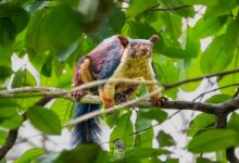Rare Giant Indian Squirrel Spotted in Barnawapara's Devpur Forest; Forest Minister Extends Congratulations