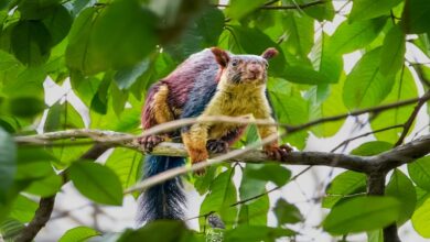 Rare Giant Indian Squirrel Spotted in Barnawapara's Devpur Forest; Forest Minister Extends Congratulations